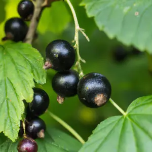 Lincolnshire Fruits Big Ben Potted 3 Litre Blackcurrants