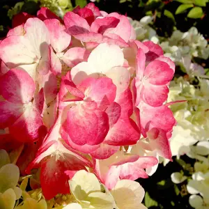 Hydrangea Diamant Rouge 3.6 Litre Potted Plant x 1