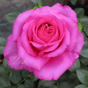 Harkness Roses - Rose Fab at 70, Potted in a 3L Pot, Garden Ready, Birthday 70th Gift