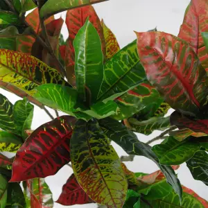 130cm Artificial Codiaeum Multicoloured House Plant