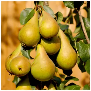 Concorde Pear Tree 4-5ft Tall, Self-Fertile, Sweet & Juicy Pear