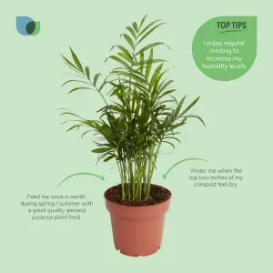 Verve Palm in Terracotta Plastic Grow pot 12cm