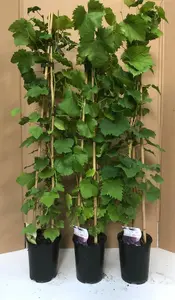 Direct Plants Vitis Boskoop Glory Black Grape Vine Climbing Fruit Plant 3-4ft Tall in a 3 Litre Pot