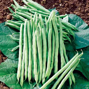 Climbing French Bean Mixed colour 1 Seed Packet