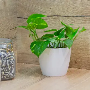 Epipremnum pinnatum 'Aureum' in a 12 cm Pot - Devils Ivy Supplied as a Established Plant - Hanging House Plants for Indoor Office