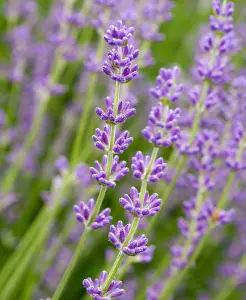 Large Lavender and Rosemary Herb Plants - In 14cm Pots - Ready to Plant