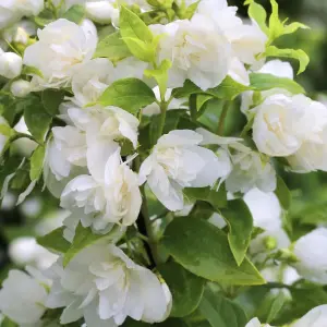 Philadelphus Manteau d'Hermine Garden Shrub - Fragrant White Flowers, Compact Size (10-30cm Height Including Pot)