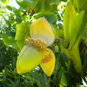 Musa basjoo (Japanese Fibre Banana) in 9cm Pot - Indoor Plant