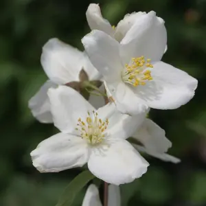 Philadelphus Starbright Garden Plant - Fragrant White Blooms, Compact Size (20-30cm Height Including Pot)