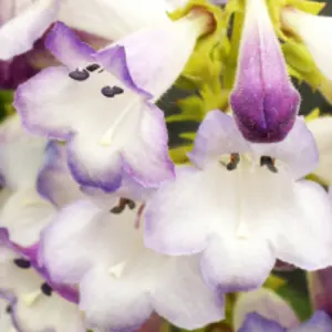 Penstemon Harlequin Lilac Garden Plant - Lilac Blooms, Compact Size (20-30cm Height Including Pot)