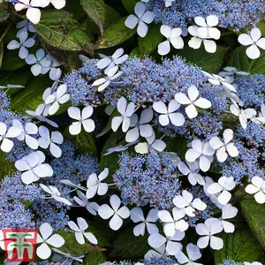 Hydrangea serrata Bluebird 3.6 Litre Potted Plant x 1