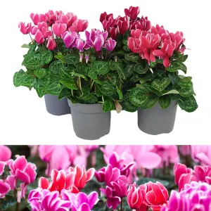 3 x Cyclamen Fantasia Plants in 10.5cm Pots - Alpine Violet Autumn Winter Bi-Coloured Perennial - For Pots, Containers & Borders