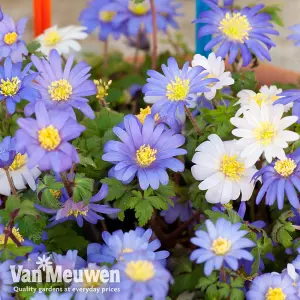 Anemone Blanda Mixed 200 Bulbs