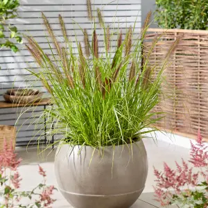 Pennisetum Black Beauty 12cm Potted Plant x 1