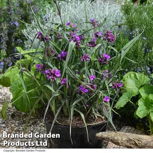 Tradescantia Brainstorm 9cm Pot x 2