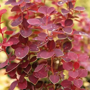 Berberis Coral - Compact Shrub, Coral-Red Foliage (20-30cm Height Including Pot)