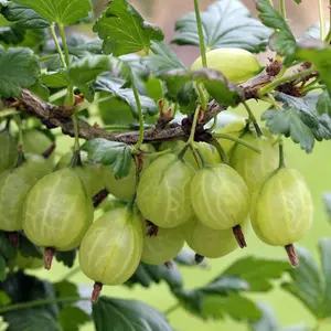 Gooseberry Giggles Collection - 6 Potted Plants (9cm Pots)