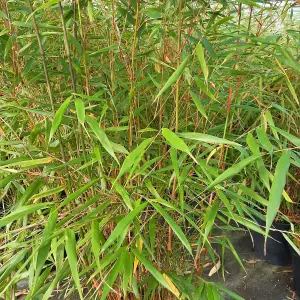 Fargesia Asian Wonder (40-50cm Height Including Pot) - Clumping Bamboo, Exotic Appearance, Partial Shade