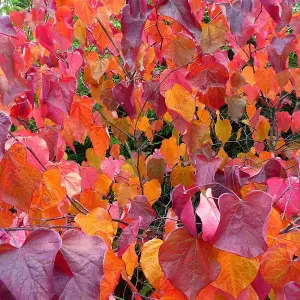 Cercis Forest Pansy Tree - Heart-Shaped Red and Green Foliage, Pink Flowers, Compact Size (5-6ft)