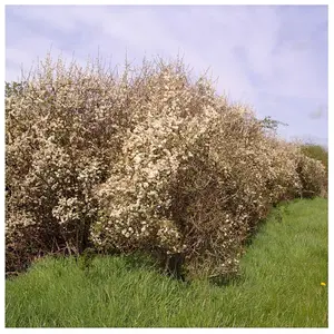 20 Blackthorn Hedging 2-3ft, Prunus Spinosa, Native Flowering Sloe Berry Hedge 3FATPIGS