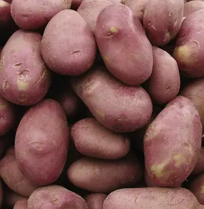 Grow Your Own Vegetables - Potato Desiree 5kg