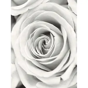 Del Frank Krahmer Rose Canvas Print White (80cm x 60cm)