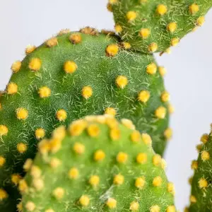 Opuntia Microdasys Bunny Ears Cactus in 8.5cm Pot - Indoor Cactus Plant