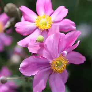 Japonica Prinz Heinrich Japanese Windflower Perennials Plants Anemone 2L Pot