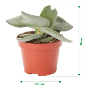 Verve Crassula boomerang in Terracotta Plastic Grow pot 10.5cm