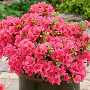 Azalea Geisha Red - Evergreen Shrub, Exquisite Red Blooms (20-30cm Height Including Pot)