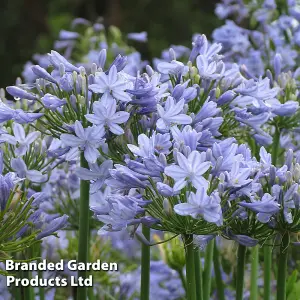 Agapanthus Blue Storm 9cm Potted Plantx 1