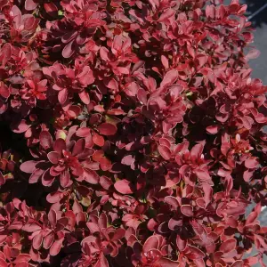 Berberis Thunbergii Admiration 3.6 Litre Potted Plant x 1