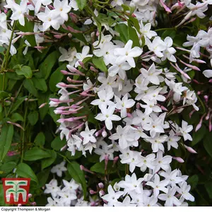 Scented Jasmine - Jasminum x stephanense 'Starry Starry Summer Night' 9cm Potted Plant x 2