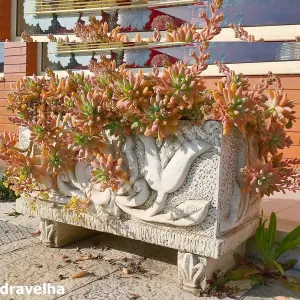 Small Tulip design White Stone Trough