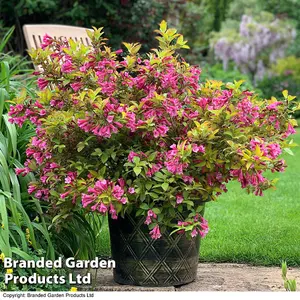 Weigela 'Magic Carpet' 9cm Potted Plant x 1