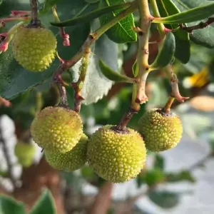 2 x Arbutus unedo Rubra in 9cm Pots - Bushy Evergreen Pink Strawberry Tree Shrub