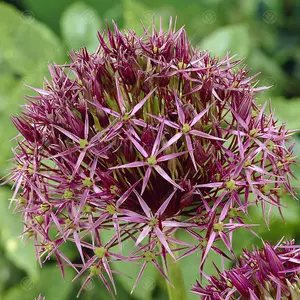 Allium Christophii Flowering Bulbs - Unique Globe Blooms (100 Pack)