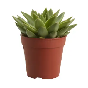 Verve Succulent in Plastic Grow pot 12cm