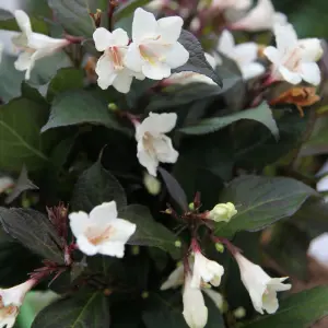 Ebony And Ivory Outdoor Shrub Plant Weigela Flowering Garden Plants 2L Pot