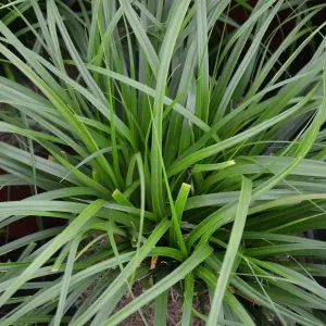 3 x Ornamental Grasses in 9cm Pots - Varieties Like Carex - Festuca - Imperata