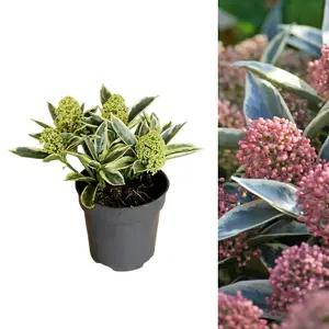 Skimmia 'Magic Marlot' in 9cm Pot - Autumn/Winter Plant - 20-30cm in Height