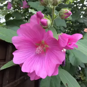 2 x Lavatera 'Rosea' - Tree Mallow Plants - Both Arrive in 9cm Pots