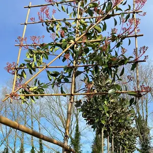 Red Robin Pleached Tree with Staking Kit - 200cm Stem and 8cm Girth