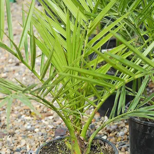 1 x Phoenix Canary Palm Tree 1.5 Litre Potted Plant  - Tropical Style - Ideal for Patio Containers