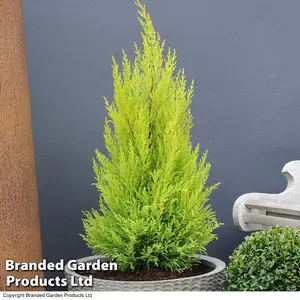 Cupressus macrocarpa Goldcrest Wilma 1 Litre Potted Plant x 1