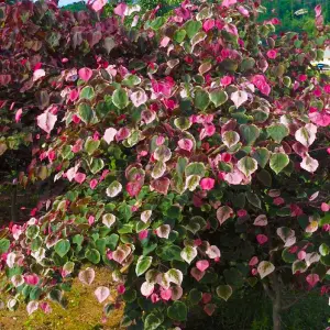 Cercis Carolina Sweetheart Tree - Heart-Shaped Foliage, Pink Flowers, Compact Size (5-6ft)