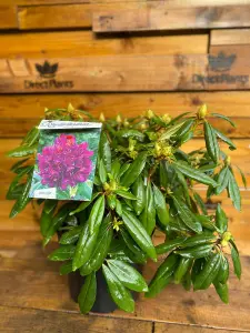 Direct Plants Rhododendron Marcel Menard Evergreen Shrub Plant Extra Large in a 10 Litre Pot