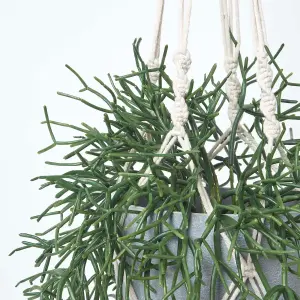 Homescapes Artificial Hanging Basket Green Rhipsalis Plant, 116 cm