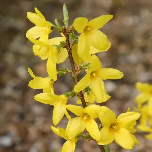 Lynwood Variety Forsythia Shrub Plant Forsythia x Intermedia 2L Pot