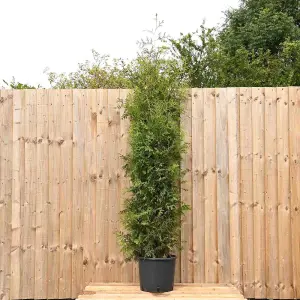 Western Red Cedar 1.5m Height Evergreen Instant Hedge Pack of 8